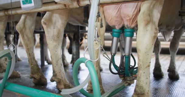 Gospodarstwo mleczarskie, zautomatyzowane dojenie krów mlecznych, nowoczesne urządzenie ssące wymię bydła otrzymuje mleko w stodole — Wideo stockowe