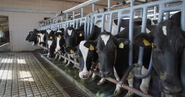 Modern süt sağma süreci, kulaklarında etiketleri olan sağlıklı güzel inekler çiftlikteki otomatik süt çıkarma işlemi sırasında sırada bekliyorlar. — Stok video
