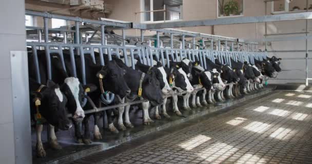Milchproduktion, Herde schöner schwarzer und weißer Kühe mit Etiketten in den Ohren und Halsbändern werden aus dem Stall entlassen, nachdem die Maschine Milch vom Melkplatz erhält — Stockvideo