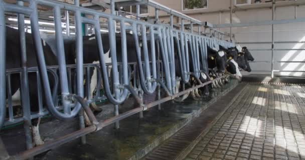 Proces produkcji mleka, stado krów mlecznych z rowerzystami i kołnierzami są na miejscu dla zautomatyzowanego procesu doju przy użyciu nowoczesnych technologii w gospodarstwie hodowlanym — Wideo stockowe