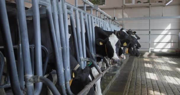 Mjölkproduktion process, flock mjölkkor med cyklister och kragar är på plats för en automatisk mjölkning process med hjälp av modern teknik på boskap gård, djur tittar på kameran — Stockvideo