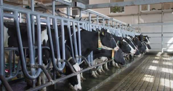 Молочная фабрика, очаровательные коровы с ушными бирками и воротниками стоят в ожидании доения в автоматизированной современной молочной ферме — стоковое видео