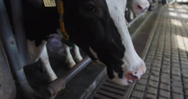 Çiftlik ahırı, kulaklarında dijital etiketleri ve ıslak burunları olan süt inekleri modern bir tarım makinesiyle sağılmayı bekliyor. — Stok video