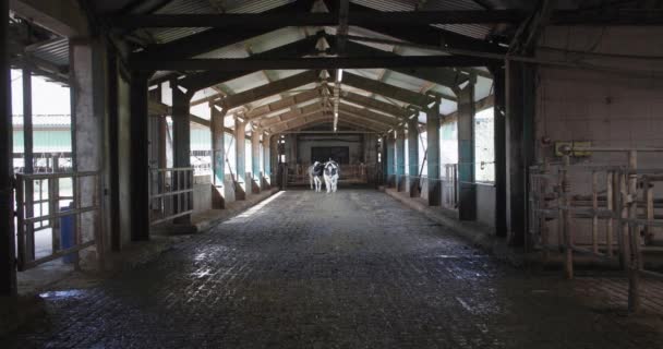 Ganadería y ganadería, hermosa vaca blanca y negra bien arreglada camina a través del hangar cubierto en el establo de la granja lechera — Vídeo de stock