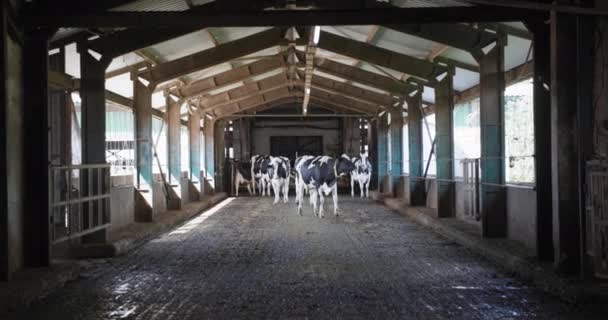 Коровник, молочные коровы входят на молочную ферму и идут к стойлу в ожидании доения или кормления в ангаре — стоковое видео