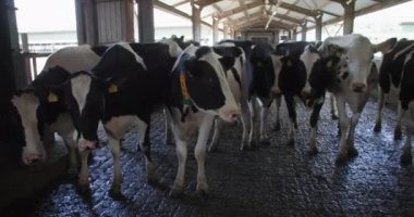 Yüksek üretim mandıra tesisi, kulaklarında etiketleri olan sağlıklı siyah beyaz inek sürüleri çiftlikte süt ve süt üretimini bekliyor.