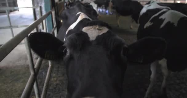 İnek ahırında, meraklı ıslak burunlu inek kamerayla ilgilenir bir sığır sürüsünün arka planına karşı — Stok video