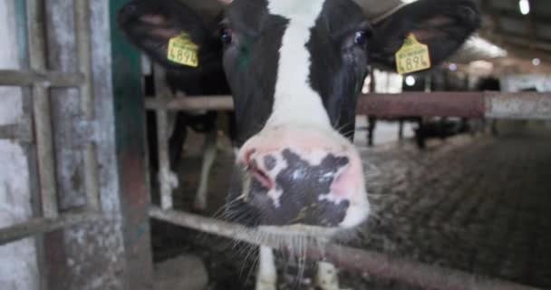 Vee fokken en verzorgen, grappige vuile neus koe is nieuwsgierig onderzoek van de camera met geur in hangar, close-up — Stockvideo