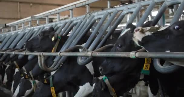 Melkveebedrijf, kudde mooie zwart-wit koeien met digitale halsbanden en foklabels in hun oren verlaten melkgebied in een geautomatiseerd proces — Stockvideo