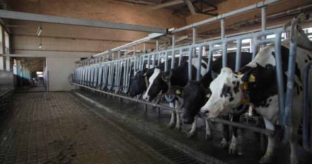 Avel nötkreatur, vackra mjölkkor med krage och taggar i öronen står på plats mjölkning på en automatiserad gård i en hangar — Stockvideo