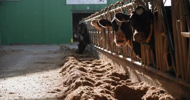 Vacas lecheras divertidas de pie en establo y comer ganado se alimentan en el fondo de la luz del sol, cambios de marco de desenfoque para centrarse en los animales — Vídeos de Stock
