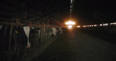 tarım sektörü, iyi yetiştirilmiş yakalı ve etiketli inekler çiftlikte durup gün batımından ve güneş ışığından süt ve et arkaplanı alıyorlar.