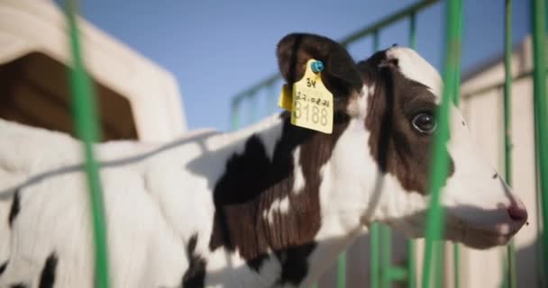 Cría de ganado, adorable ternero lindo con etiquetas numeradas en sus orejas se encuentra en un pesebre en una granja en un día soleado — Vídeos de Stock
