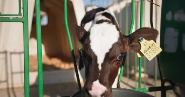 Farmaření, roztomilé roztomilé tele s digitálními štítky v uších stojí v jeslích a dívá se na fotoaparát na slunečný den na farmě — Stock video