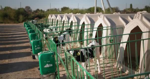 La lactancia y la cría de ganado lechero, adorables terneros bien cuidados con etiquetas de cría en las orejas están en un pesebre en una granja moderna para la producción de carne y leche — Vídeos de Stock