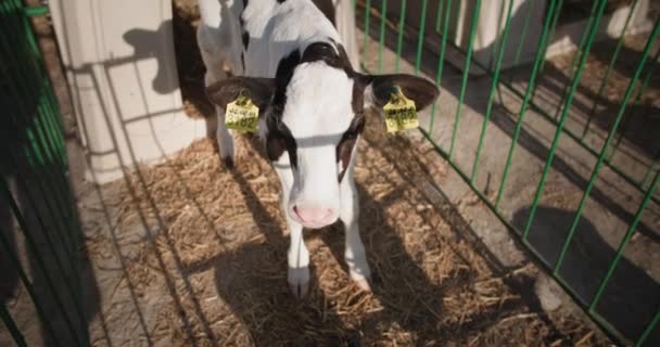 Granja de carne y leche, adorable ganado pequeño con etiquetas de cría en sus orejas se encuentra en un pesebre de ternera telón de fondo de luz solar — Vídeos de Stock