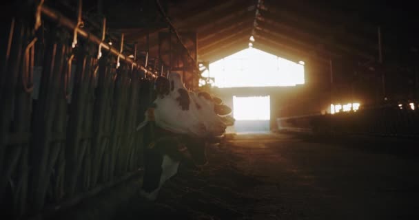 Uppfödning och boskapsuppfödning, bedårande avelskor står i ett bås och äter hö i en hangar mot bakgrund av den nedgående solen och solljuset — Stockvideo