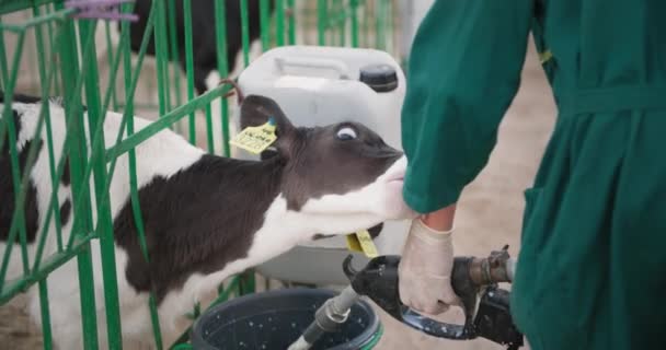 Chov dojnic, legrační tele s chovnými štítky v uších olizuje a kousá ruku zemědělce, který nalévá mléko na krmení dobytka v jeslích na farmě — Stock video