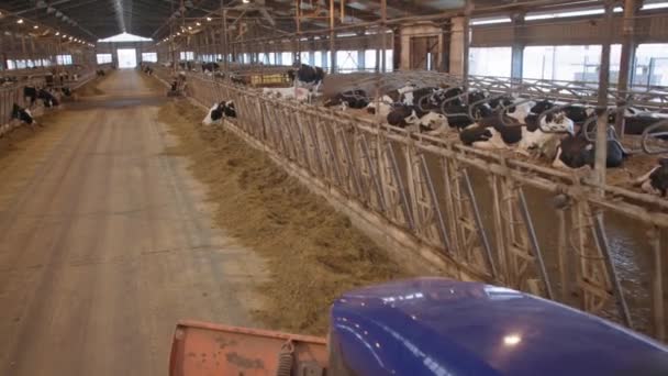 Jordbruksföretag, traktor med en spade blad avlägsnar foderblandningar för mjölkkor i en hangar efter utfodring av nötkreatur — Stockvideo