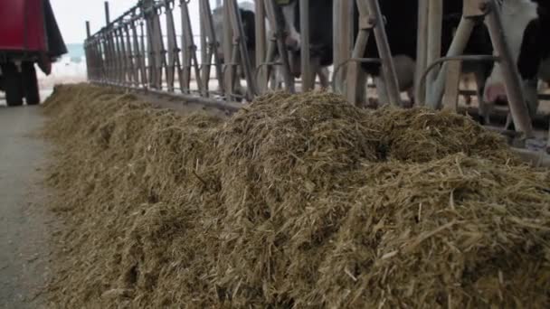 Granja lechera, alimentación combinada de heno de ensilado y cereales cerca del establo de vacas para alimentar al ganado en una granja ganadera en un hangar cubierto — Vídeo de stock