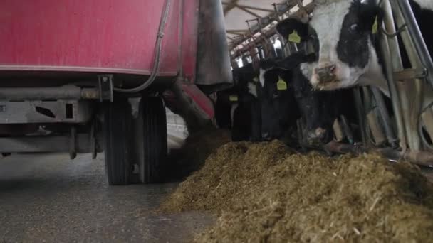 Farming, dairy breeding cows with tags in their ears eating compound feed during automated feeding of livestock in stall at farm — Stockvideo