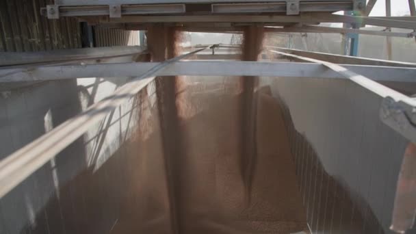 Automatizovaný proces plnění nádoby krmnými směsmi pro krmení dojnic na moderní chovatelské farmě — Stock video