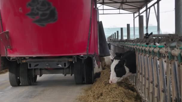 Jordbruksfordon, stor röd traktor som levererar foder för utfodring av mjölkkor i ett stall i en hangar — Stockvideo