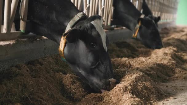 Farm in countryside, hungry cows chewing feed in a stall, herd of animals with ear tags and collars in byre — Stockvideo