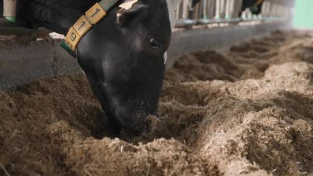 Animal en collar y orejeras en una granja, vaca negra y blanca masticando alimentación de cerca de pie en un puesto — Vídeos de Stock