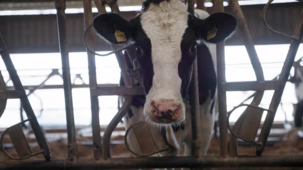 Krowa żuje jedzenie, a następnie liże nozdrza z bliska językiem, czarno-białe zwierzę z kolczykami i koloratką patrzące na kamerę w zagrodzie na farmie — Wideo stockowe