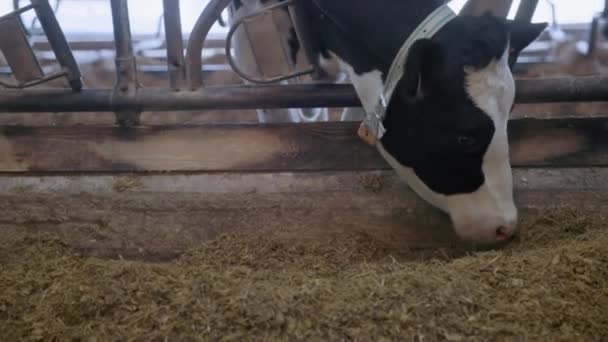 Vieh, Landwirtschaft, Tiere im Stall, Milchkuh auf Bauernhof mit Halsband und Zahlen an den Ohren kaut Mischfutter — Stockvideo