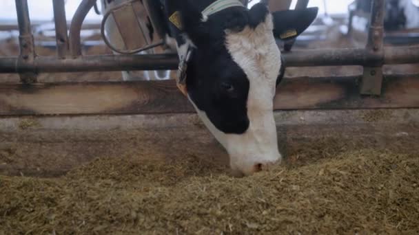 Tierhaltung, Kuh mit Ohrmarken und Halsband frisst Heu im Stall, Kuhkopf in Großaufnahme mit schwarz-weißen Flecken — Stockvideo