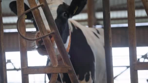 Ganado, vaca divertida con manchas blancas y negras mastica se alimentan en un puesto en una granja, animal con collar y marcas de oreja de cerca — Vídeos de Stock