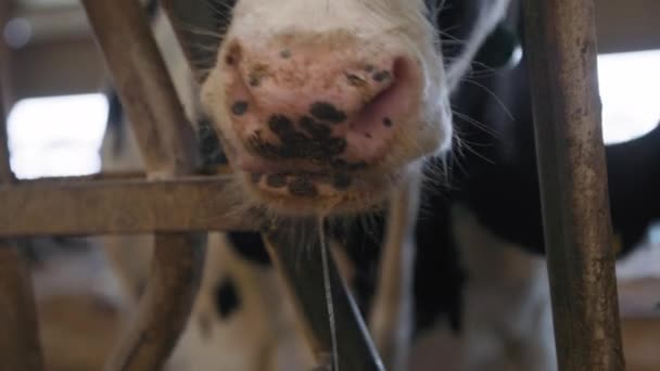 Industria agrícola, primer plano nariz sucia y boca de una vaca con saliva, animal blanco y negro en la granja — Vídeos de Stock