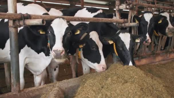 Cows with numbers on ears chewing compound feed in barn looking at the camera, milk manufacture industry, funny animal — 图库视频影像