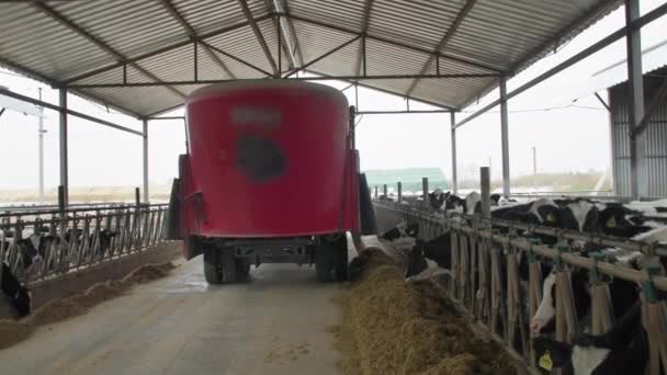 Industrimaskin ge ut foder till mjölkkor, bil häller livsmedel för djur på gården, mjölk och köttindustrin — Stockvideo