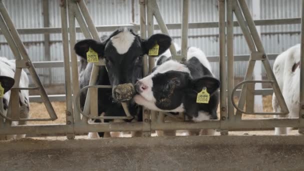 Roztomilý kráva lízání další kráva, zvířata v ušních značkách spolu ve stáji na farmě na venkově — Stock video