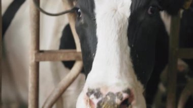 Çiftlikte kirli bir ineğin burnuna yakın çekim, yaka ve kulaklık takmış süt ineği ahırda dururken besleniyor.