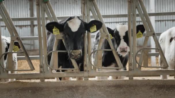Krowy jedzące razem paszę w boksie, śmieszne zwierzęta z brudnymi nosami na farmie na wsi — Wideo stockowe