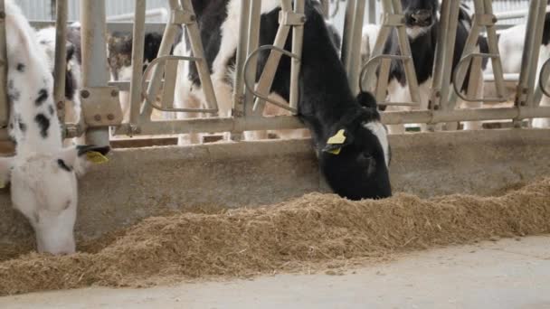 Przemysł mleczarski i mięsny, krowy w boksie żują paszę i liżą nozdrza, zwierzęta gospodarskie w kolczykach patrzące przed kamerą — Wideo stockowe