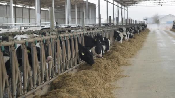 Много любопытных черно-белых коров в кабинке едят корм на открытом воздухе, животных, носящих ушные бирки и воротники на ферме — стоковое видео