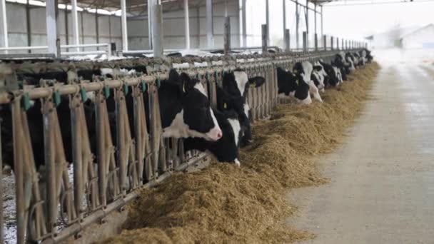 Γεωργία και κτηνοτροφία, πολλές από τις περίεργες μαύρες και άσπρες αγελάδες σε ενώτια σε αγρόκτημα σε στάβλο που τρώει ζωοτροφές σε εξωτερικούς χώρους — Αρχείο Βίντεο