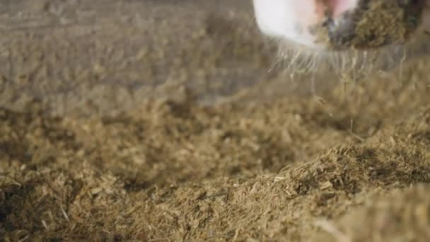 Αστεία αγελάδα με βρώμικη μύτη τρώει φαγητό και κρύβεται σε ένα στάβλο, ζώο με ενώτια και ένα κολάρο στη φάρμα, κάμερα σε κίνηση — Αρχείο Βίντεο