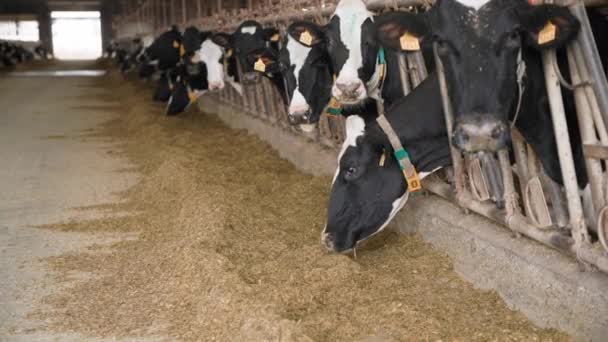 農業と畜産、かわいい牛たちがカメラを見て農場で餌を食べる屋台に立つ耳のタグと襟の近い動物 — ストック動画