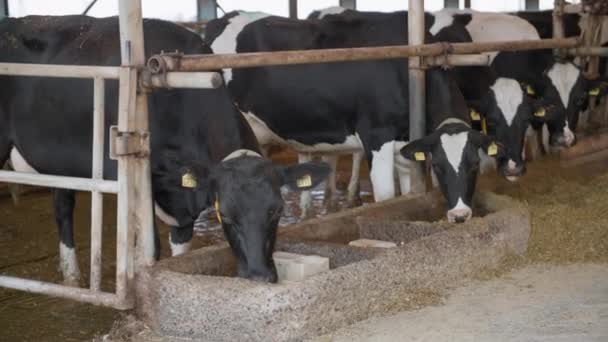 Schwarze und weiße Milchkühe lecken im Stall einer modernen Milchfabrik Mineralsalz, unverzichtbare Nährstoffe für Tiere — Stockvideo