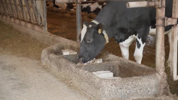 Essential nutrients for animals, black and white cow with ear tags and a collar licks mineral salt in stall on a farm — Stockvideo