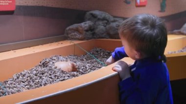 development and education of children, curious little boy plays with a brush and clears sand vase in a museum