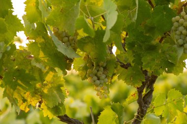 A bunches of grape are ready for harvest close u