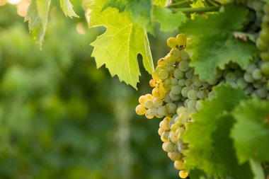 Bir demet üzüm yakında hasat için hazır.