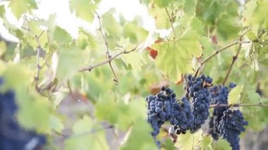 Kırmızı üzümlü üzüm bağı. Yaklaş.